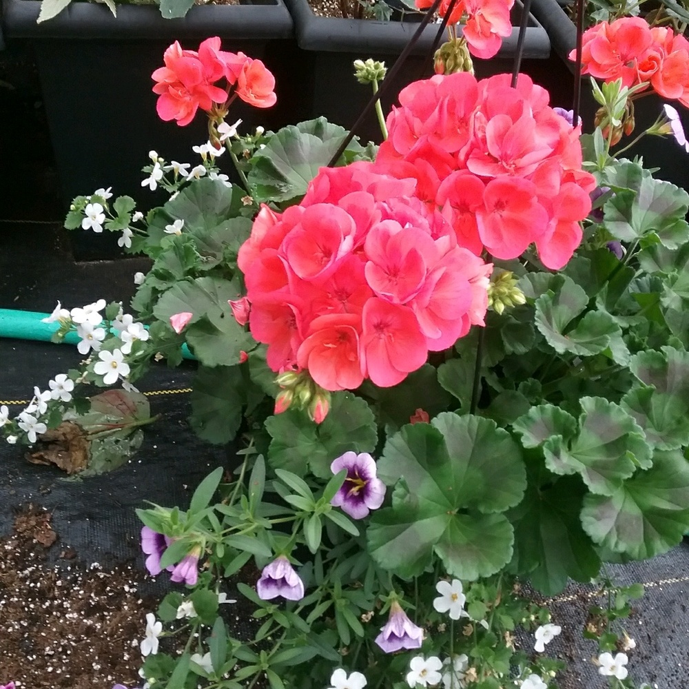 Meet your Posher, Esther